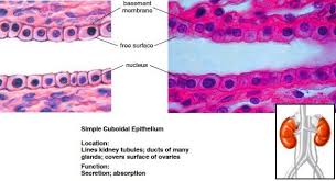 Epithelial Tissue Types Of Epithelial Tissues Epithelium Basement Membrane Body Tissues Study Of Tissues