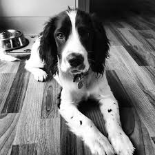 Black And White English Setter Puppies For Sale Black And White Springer Spaniel Puppy Springer Spaniel Puppies Spaniel Dog Spaniel Puppies
