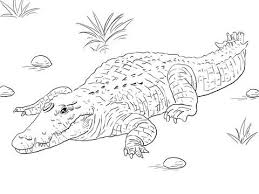 Ausmalbild Afrikanisches Nilkrokodil Ausmalbilder Kostenlos Zum Ausdrucken Krokodil Ausmalen Malvorlagen Tiere