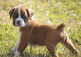 Boxer pups for sale in anderson indiana. Boxer General Breed Profile Boxer Breeders And Information