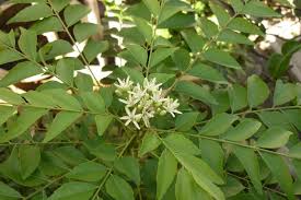 Bentuk daun kari ini hampir sama dengan daun salam, tetapi ukurannya lebih kecil dan baunya selain itu, daun kari juga bisa mempercantik rambut dan kulit anda. Kebaikan Daun Kari Yang Kita Tidak Tahu Rencah Rasa