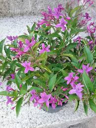 Image result for Eranthemum laxiflorum