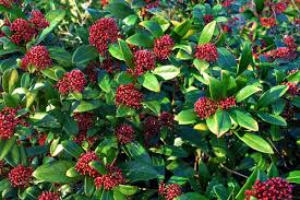 Immergrune Kubelpflanzen Kubelpflanzen Kubelpflanzen Winterhart Immergrune Straucher