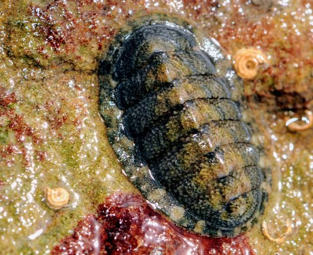Nature's toughest teeth inspire next-generation materials - Earth.com