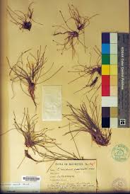 Image result for Eleocharis minuta