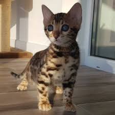 A pet bengal kittens from our breeding program comes to you already spayed / neutered. Available Bengal And Savannah Kittens Bengal Kittens Savannah Kittens