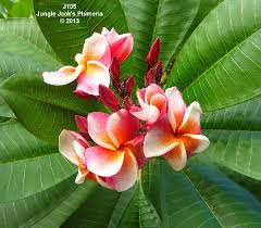 Pin On Flowers House Plants