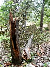 Maybe you would like to learn more about one of these? Our Wild Cherry Tree Fell Down The Emerging Home