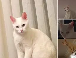 Kedi Fobisi Dunya Sozluk
