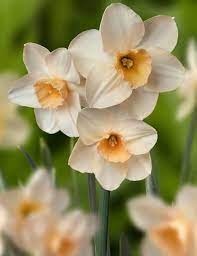 Mini Daffodil Prosecco Is A Brand New Jonquilla Narcissus Jonquil Narcissus Are Known For Their Long Shaped Head Jonquil Flowers Daffodil Flower Daffodils