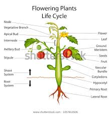 education chart biology flowering plants diagram stock