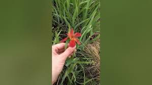 Image result for Iridaceae