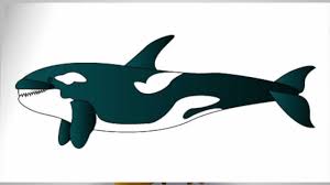 Today, hadley and i are learning how to draw a killer whale or an orca! How To Draw A Killer Whale Step By Step Youtube