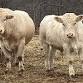 Beef Quality Assurance (BQA) Workshop