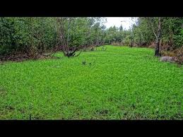 And as you may have guessed, food plays a central… if you are reading this and got a clover meal box via food for free, we want to hear from you too. Clover Food Plot 5 Week Growth Update Youtube