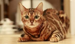 Harga vaksin kucing di klinik kerajaan 2020 for more information and source, see on this link : Biaya Vaksin Kucing Mahal Yuk Cari Tahu Faktanya Di Sini Pintarpet