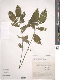 Image result for Elatostema welwitschii