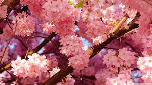 We hope you enjoy our rising collection of aesthetic wallpaper. Vintage Aesthetic Desktop Wallpapers Flower Desktop Wallpaper Aesthetic Desktop Wallpaper Flower Backgrounds