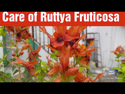 Image result for Ruttya fruticosa