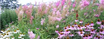 For inps to perform its mission, it is important that it be a diverse group. Native Plant Palettes Inps