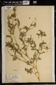 Image result for Gisekia africana