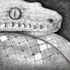 Check spelling or type a new query. How To Sketch A Snake Snake Head Step By Step Drawing Guide By Finalprodigy Dragoart Com