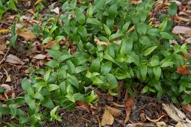 Image result for Asparagus asparagoides