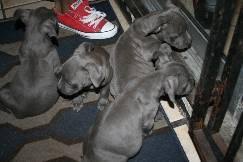 Bully pitbull puppy for sale at big gemini kennels. American Bully For Sale Florida Page 4