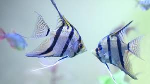 Susah deh kalau anda ingin memilikinya, kan air di rumah anda air tawar, tidak bisa hidup donk ikan laut ditaruh diair tawar, begitu. 7 Jenis Ikan Hias Air Tawar Langka Dan Indah