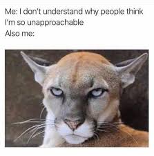 Pin By Jenni Mccall On Lol Funny Relatable Memes Animal Memes Funny Animal Memes