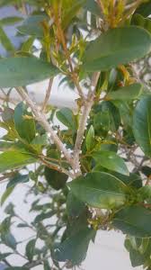 Some of the insects repelled by a crop circle are aphids, snails, scale and mealybugs. How To Get Rid Of White Wax Scale Kings Plant Doctor