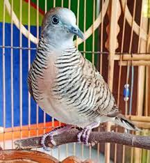 Harga sangkar perkutut/kandang perkutut bangkok. Daftar Harga Burung Perkutut Berdasarkan Jenis 2021