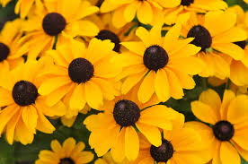 Perennial flowering vines zone 7. 15 Best Zone 7 Plants To Put In Your Garden