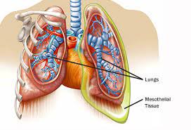 The pancreas is an organ that releases enzymes involved with digestion, and hormones to regular blood sugar levels. Mesothelioma The Rarest And Dangerous Cancer 3meds Com