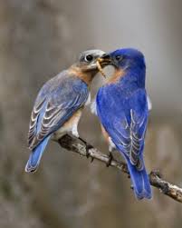 Birds Of Eastern Pa I Like Pike News And Notes From Pike County Pa Backyard Birds Great Backyard Bird Count Colorful Birds