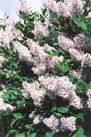 It grows upright and has a somewhat rounded habit. Pin On Flowers