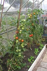 Cherry tomatoes are the easiest plant you'll ever grow. Best Tomatoes For Greenhouse Growing Allotment Gardens