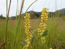 Image result for Eriosema psoraleoides