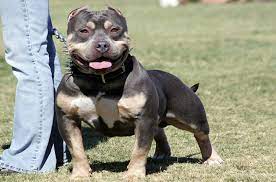 Let's take a closer look at their appearance, temperament, health, and sustainability as pets. Pocket Pitbull Dog Breed Health Grooming Feeding Puppies And Temperament Petguide
