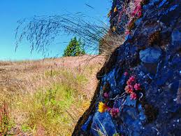 Image result for Agrostis lachnantha