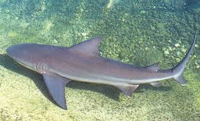 At these times, they can reach about 12 mph (20 kph), the speed of a running human on land. Fun Facts About Shocking Sharks Noaa Fisheries