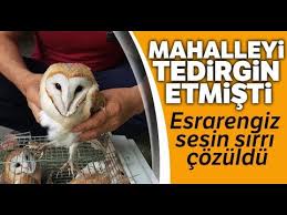 Mahalleyi Tedirgin Eden Esrarengiz Sesin Sirri Cozuldu Youtube