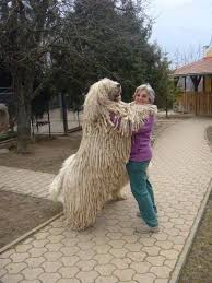 Image result for Komondor