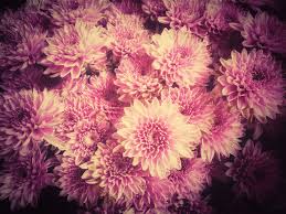 We did not find results for: A Good Look At The Traditional Choices For Mother S Day Flowers Florist With Flowers
