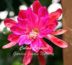 We did not find results for: Pin On Epiphyllum Collection