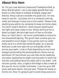 Seriously Do I Really Need Another Picture Of Jensen Ackles Hotbabespaghetti This Is Probably The Cutest Marimo Moss Ball Marimo Moss Marimo