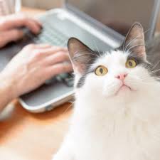 Maybe you would like to learn more about one of these? It S A New Era On Facebook Is Your Animal Organization Ready Chew On This