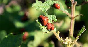 Of pest management, then provide farmers access to the. Sustainable Pest Control Methods For Agriculture And Farming Institute Of Ecolonomics