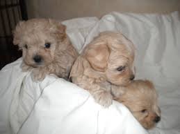 This is for the black female she. Stunning Apricot Maltipoo Puppies For Sale Doncaster South Yorkshire Pets4homes