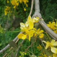 Image result for Senna singueana